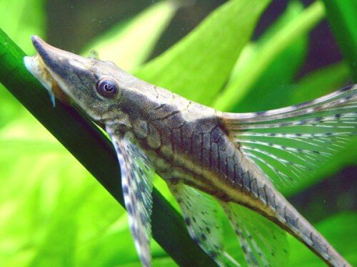 Стурисома (Sturisoma panamense)