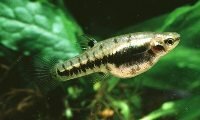 Формоза (Heterandria formosa)